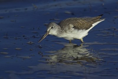 Limicoli - Shorebirds