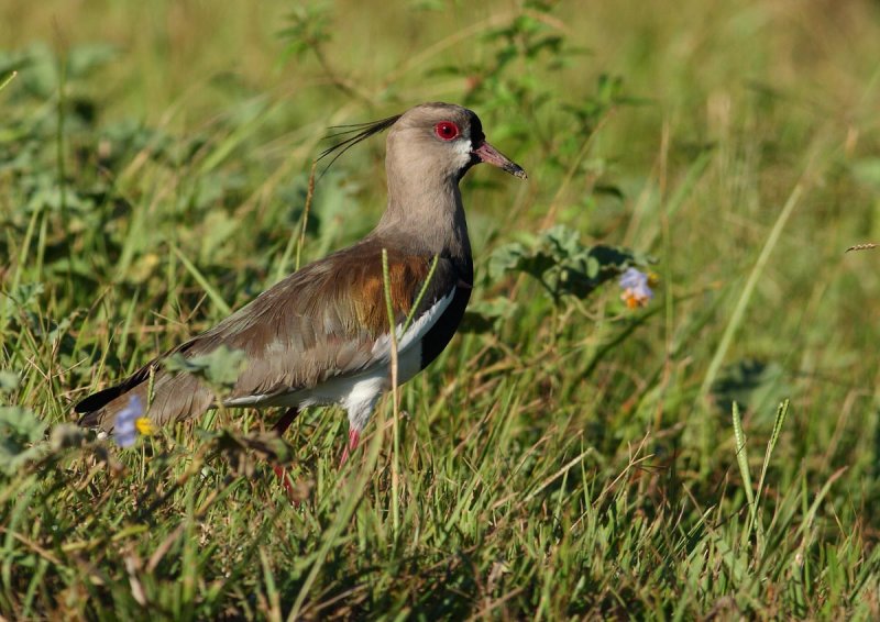 Tero tero (Vanellus chilensis)