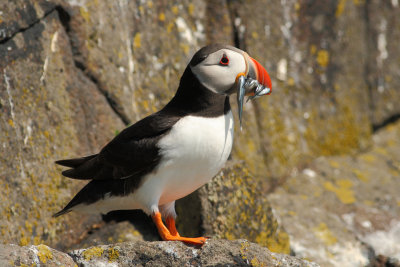 Puffin (Fratercula arctica)