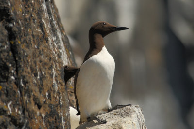 Guillemot (Uria aalge)