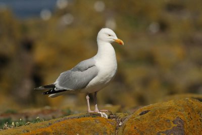 Herring gull (Larus argentatus)