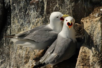 Kittiwake (Rissa tridactyla)