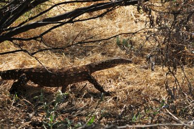 Perentie near Batton Hill on Hay River