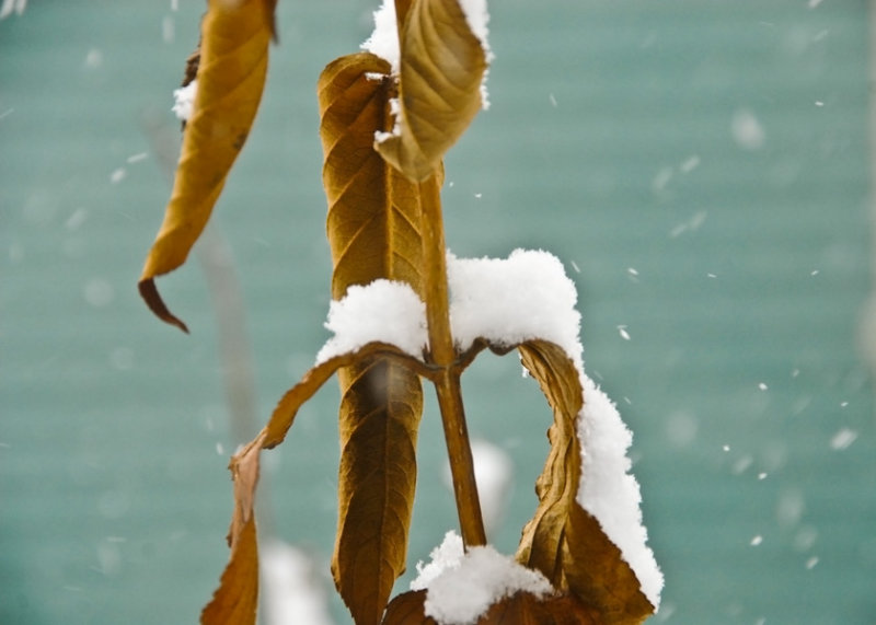 snow blanket