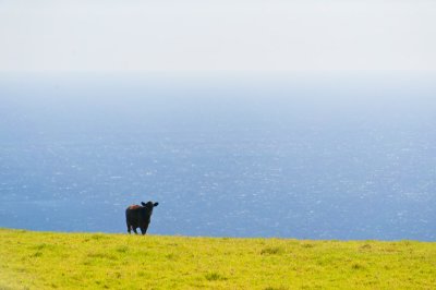 a moo with a view