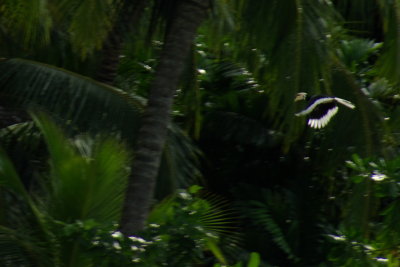 Oriental Pied Hornbill.jpg