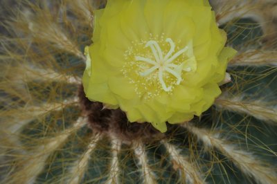 Cactus flower