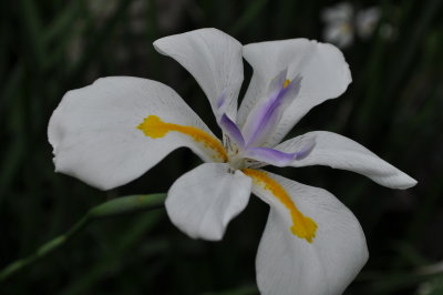 Iris