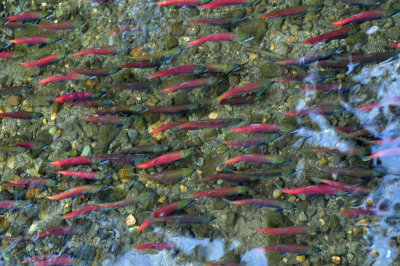 Salmon spawn