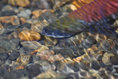 Male Kokonee Salmon