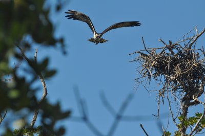 Osprey approaching nest