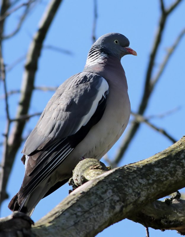 Ringduva<br> Common Wood Pigeon<br> Columba palumbus