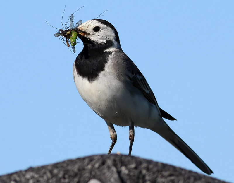 Sdesrla<br> White Wagtail <br> Motacilla alba