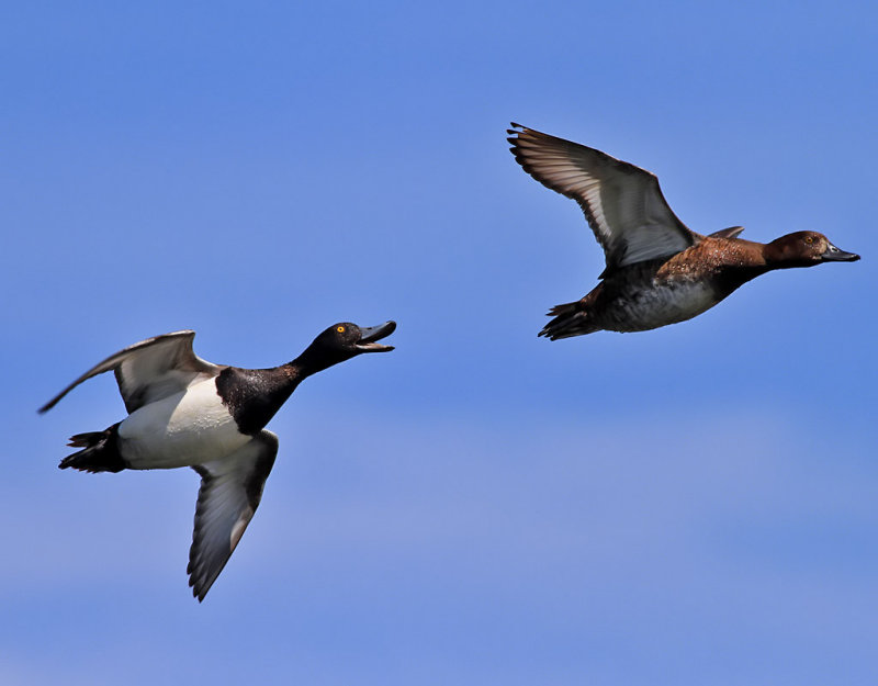 Vigg<br> Tufted Duck<br> Aythya fuligula