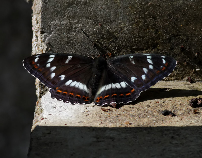 Aspfjril <br>  Poplar Admiral <br> Limenitis populi