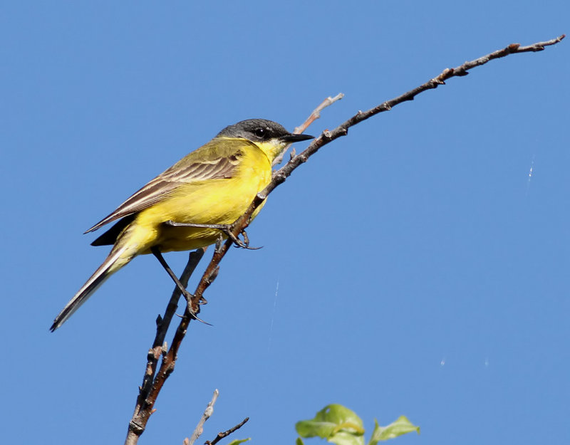 Gulrla <br> Yellow wagtail <br> Motacilla flava thunbergi