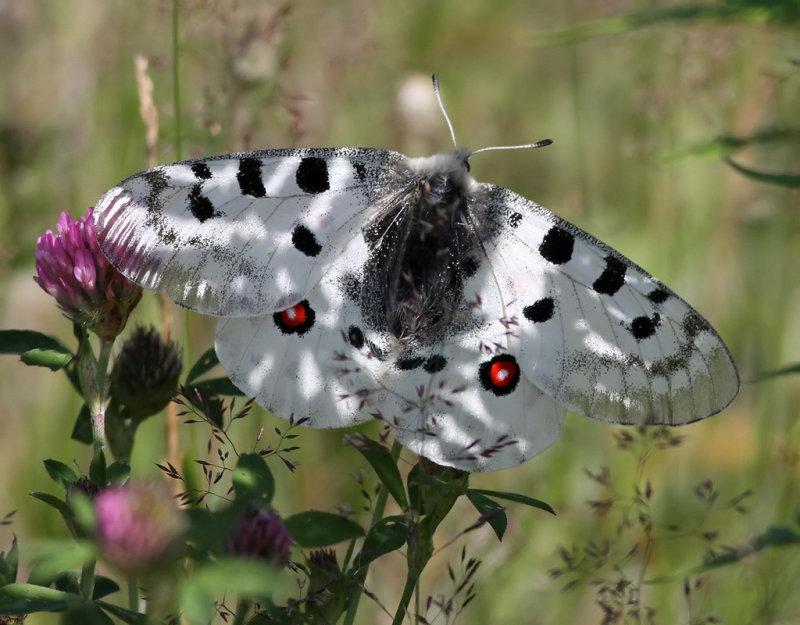 Apollofjril <br> Apollo <br> Parnassius apollo 