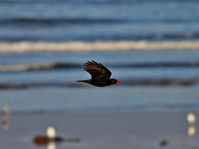 Alpkråka Red-billed ChoughPyrrhocorax pyrrhocorax