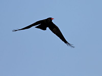 Alpkråka Red-billed ChoughPyrrhocorax pyrrhocorax