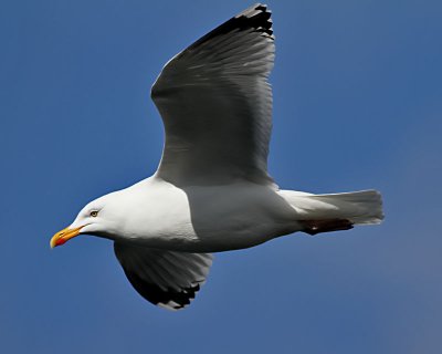 Grtrut  European Herring Gull  Larus argentatus