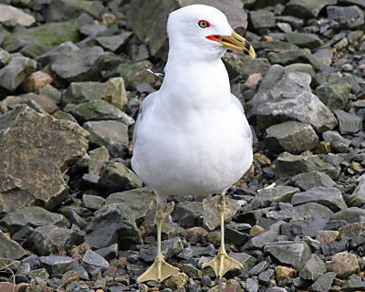 Ringnbbad ms Ring-billed Gull Larus delawarensis