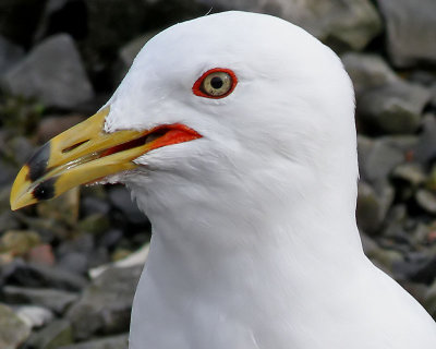 Ringnbbad ms Ring-billed Gull Larus delawarensis
