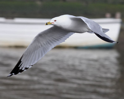 Ringnbbad ms Ring-billed Gull Larus delawarensis