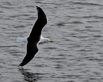 Havstrut Great Black-backed Gull Larus marinus