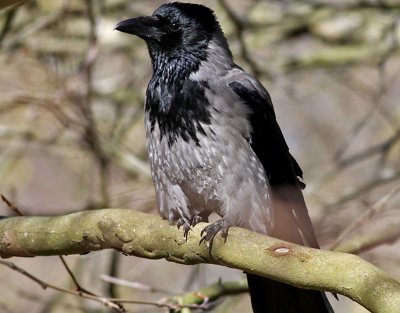 Grkrka  Hooded Crow Corvus cornix