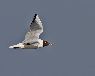 Skrattms Black-headed Gull Larus ridibundus