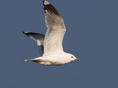 Fiskms Larus canus Common Gull