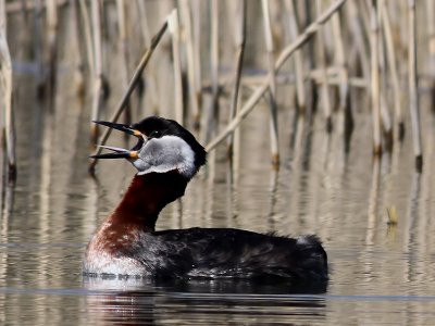 Gråhakedopping Red-necked grebe Podiceps grisegena