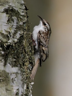 TrädkrypareTree CreeperCerthia familiaris