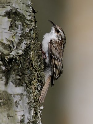 TrdkrypareTree CreeperCerthia familiaris