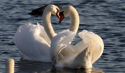 KnlsvanCygnus olorMute Swan