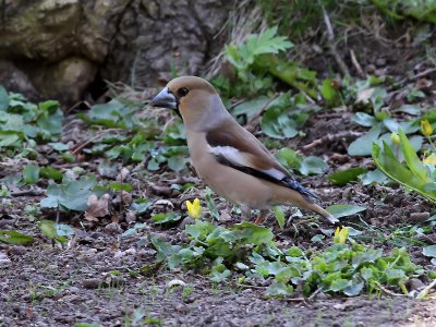 Stenknck Coccothraustes coccothraustesHawfinch 