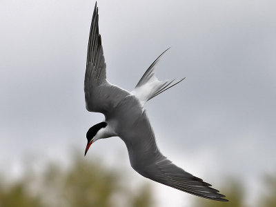 Fisktrna  Common Tern  Sterna hirundo