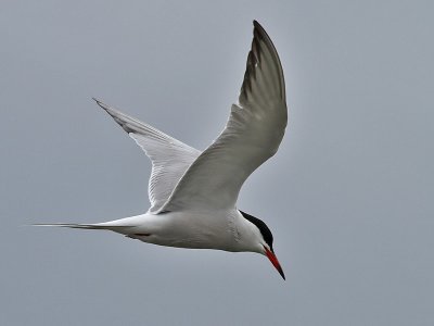 Fisktrna Common Tern Sterna hirundo