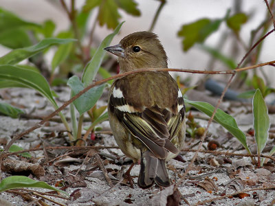 Bofink	 Fringilla coelebs  Common Chaffinch (Chaffinch)