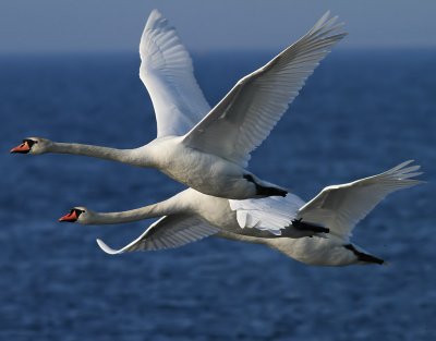 Knlsvan- Cygnus olor- Mute Swan