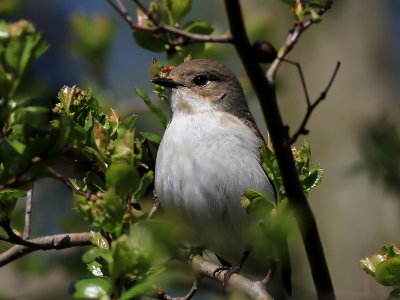 Svartvit flugsnappare European Pied Flycatcher (Pied Flycatcher) Ficedula hypoleuca