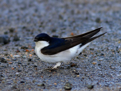 Hussvala<br> House martin<br> Delichon urbica