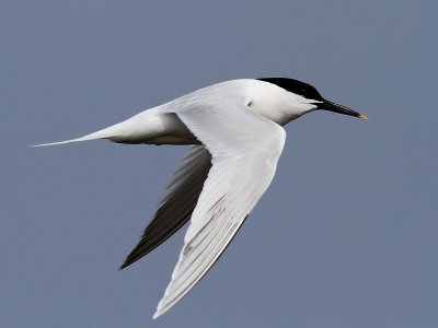 Kentsk trna Sterna sandvicensis Sandwich Tern