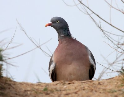 Ringduva Common Wood Pigeon Columba palumbus
