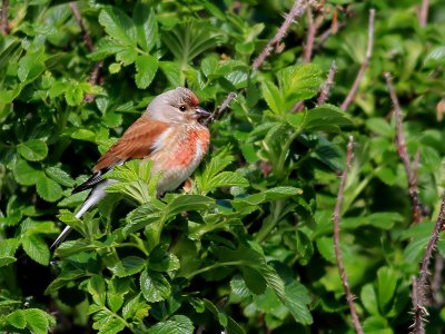 Hämpling Linnet Carduelis cannabina
