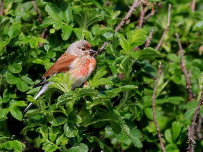 Hmpling <br> Linnet <br>Carduelis cannabina 