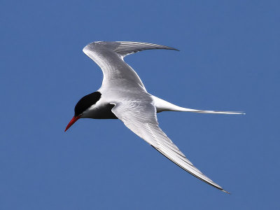 Silvertrna   Arctic Tern   (Sterna paradisaea)