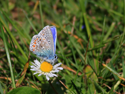 Puktrneblvinge Common bluePolyommatus icarus