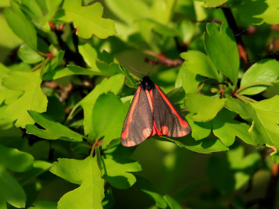 Karminspinnare<br>Cinnabar moth<br>Tyria jacobaeae