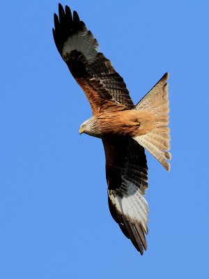 Rdglada Red Kite Milvus milvus